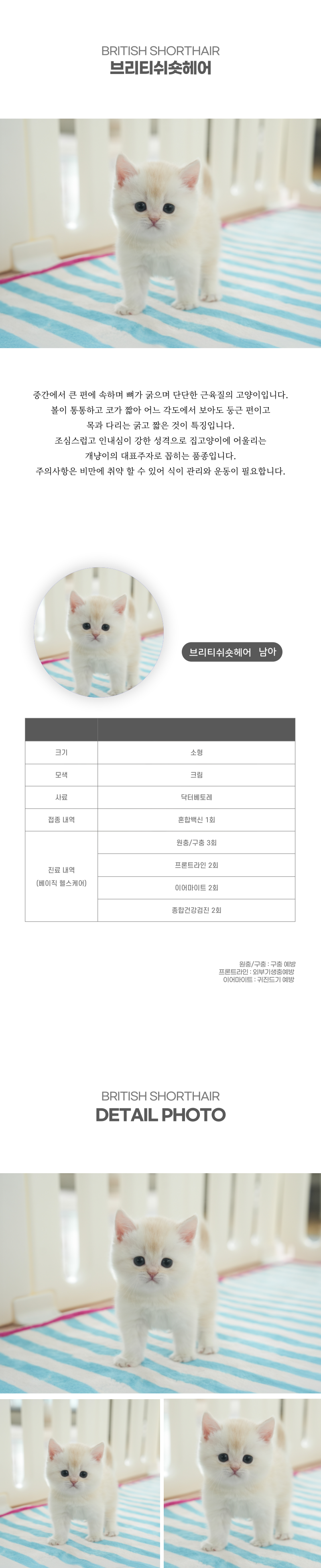브리티쉬숏헤어_상세이미지_2